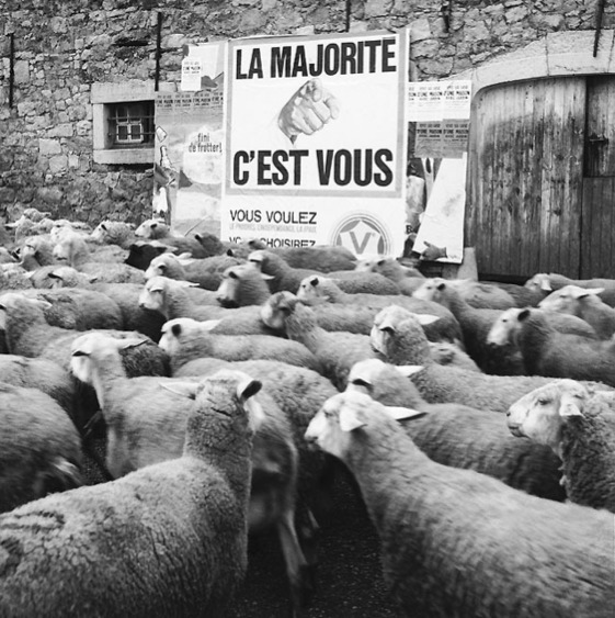 Affiche "La majorité c'est vous" devant un troupeau de moutons